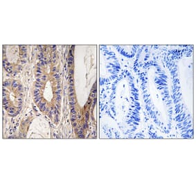 Immunohistochemistry - Anti-UPF1 Antibody (C18329) - Antibodies.com