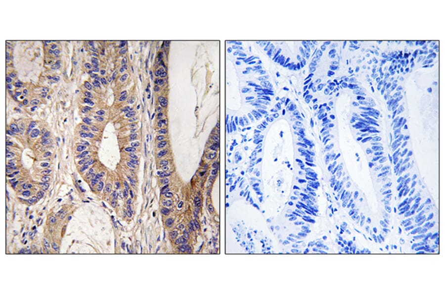 Immunohistochemistry - Anti-UPF1 Antibody (C18329) - Antibodies.com