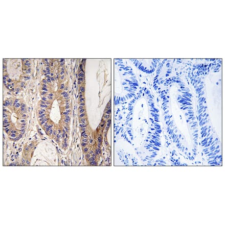 Immunohistochemistry - Anti-UPF1 Antibody (C18329) - Antibodies.com