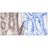 Immunohistochemistry - Anti-UPF1 Antibody (C18329) - Antibodies.com