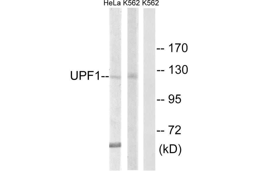 Western Blot - Anti-UPF1 Antibody (C18329) - Antibodies.com