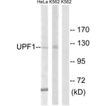 Western Blot - Anti-UPF1 Antibody (C18329) - Antibodies.com
