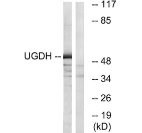 Western Blot - Anti-UGDH Antibody (C19458) - Antibodies.com