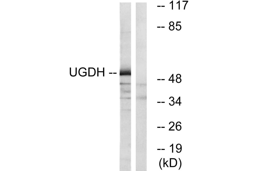Western Blot - Anti-UGDH Antibody (C19458) - Antibodies.com