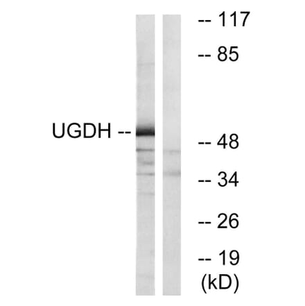 Western Blot - Anti-UGDH Antibody (C19458) - Antibodies.com