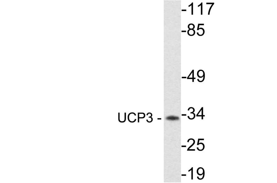 Western Blot - Anti-UCP3 Antibody (R12-2401) - Antibodies.com