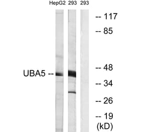 Western Blot - Anti-UBA5 Antibody (C19417) - Antibodies.com