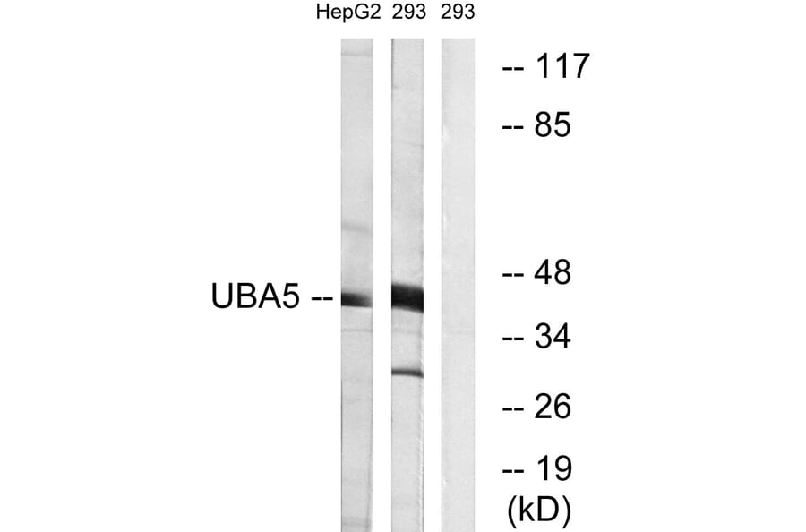 Western Blot - Anti-UBA5 Antibody (C19417) - Antibodies.com
