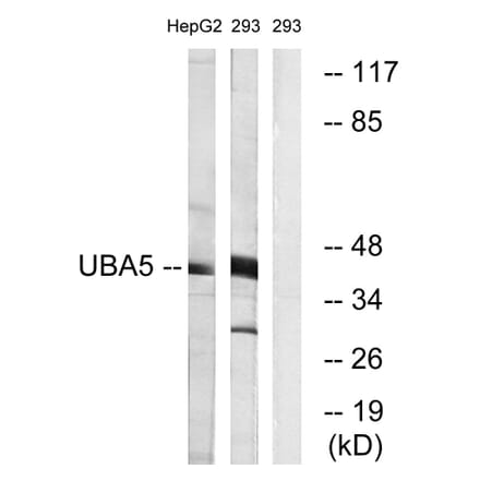 Western Blot - Anti-UBA5 Antibody (C19417) - Antibodies.com