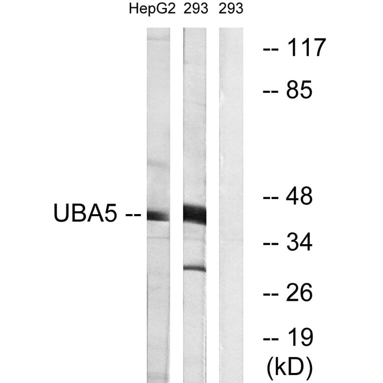 Western Blot - Anti-UBA5 Antibody (C19417) - Antibodies.com