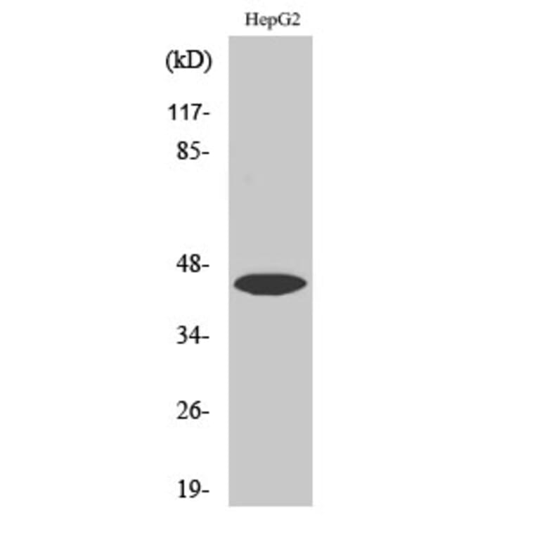 Western Blot - Anti-UBA5 Antibody (C19417) - Antibodies.com