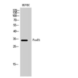 Western Blot - Anti-TTF2 Antibody (C10022) - Antibodies.com