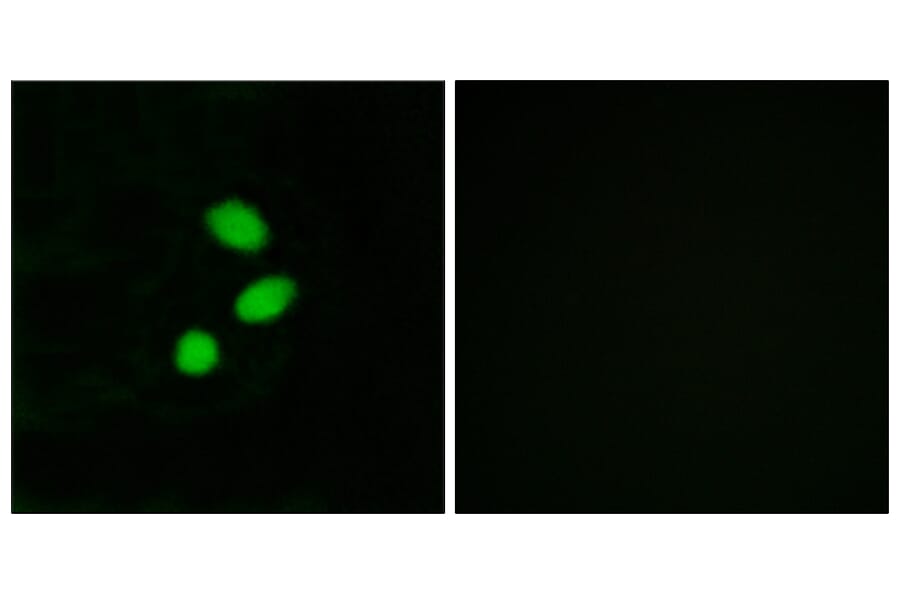Immunofluorescence - Anti-TSH2 Antibody (C11748) - Antibodies.com
