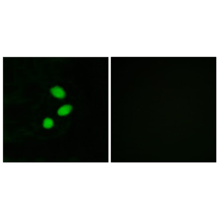 Immunofluorescence - Anti-TSH2 Antibody (C11748) - Antibodies.com