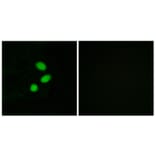 Immunofluorescence - Anti-TSH2 Antibody (C11748) - Antibodies.com