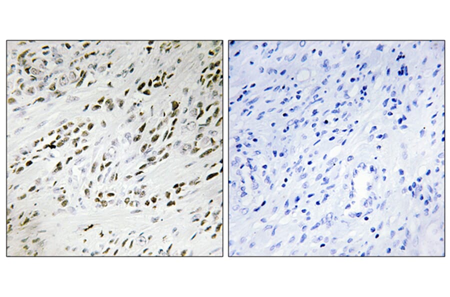 Immunohistochemistry - Anti-TSH2 Antibody (C11748) - Antibodies.com