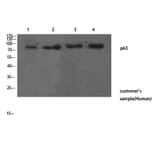 Western Blot - Anti-TP63 Antibody (C30107) - Antibodies.com