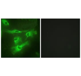 Immunofluorescence - Anti-TNR4 Antibody (C10617) - Antibodies.com