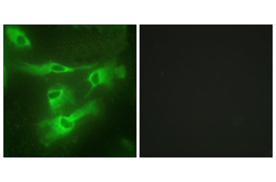 Immunofluorescence - Anti-TNR4 Antibody (C10617) - Antibodies.com