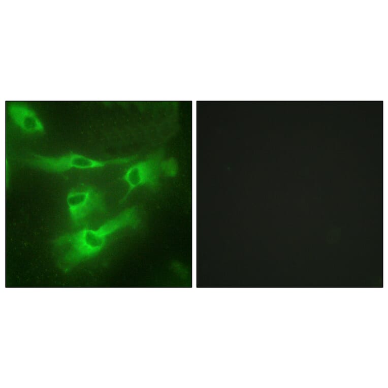 Immunofluorescence - Anti-TNR4 Antibody (C10617) - Antibodies.com