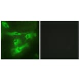 Immunofluorescence - Anti-TNR4 Antibody (C10617) - Antibodies.com