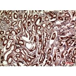Immunohistochemistry - Anti-TLN1 Antibody (C30312) - Antibodies.com