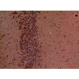 Immunohistochemistry - Anti-TLN1 Antibody (C30312) - Antibodies.com