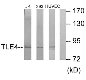 Western Blot - Anti-TLE4 Antibody (C10876) - Antibodies.com