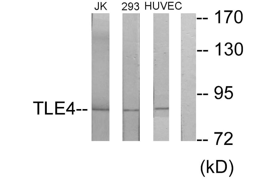 Western Blot - Anti-TLE4 Antibody (C10876) - Antibodies.com