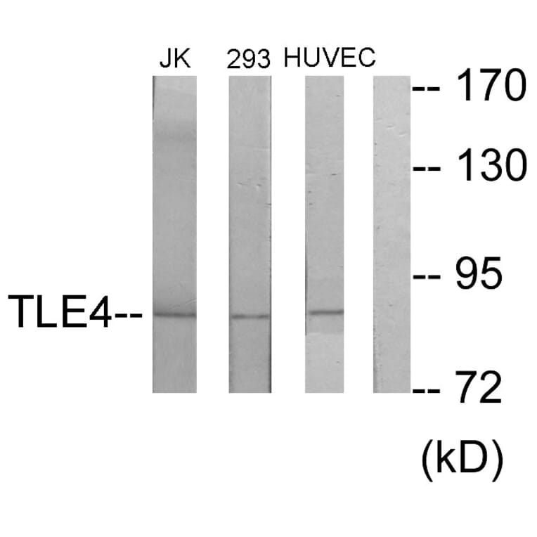 Western Blot - Anti-TLE4 Antibody (C10876) - Antibodies.com