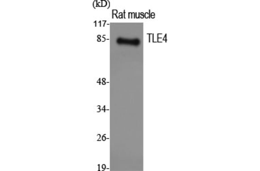 Western Blot - Anti-TLE4 Antibody (C10876) - Antibodies.com