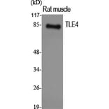 Western Blot - Anti-TLE4 Antibody (C10876) - Antibodies.com