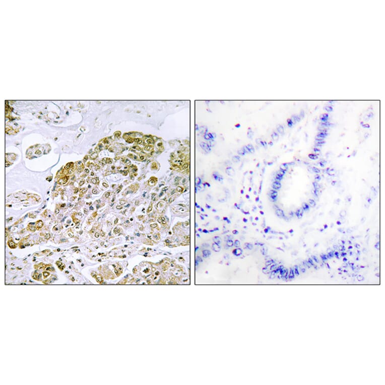 Immunohistochemistry - Anti-TFEB Antibody (C10428) - Antibodies.com