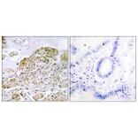 Immunohistochemistry - Anti-TFEB Antibody (C10428) - Antibodies.com