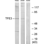 Western Blot - Anti-TFE3 Antibody (C10430) - Antibodies.com