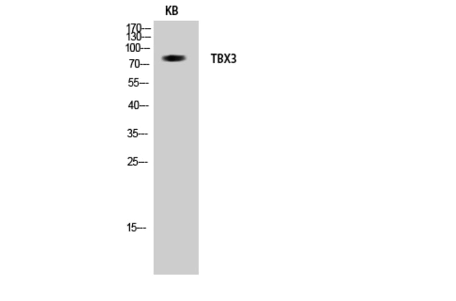 Western Blot - Anti-TBX3 Antibody (C21105) - Antibodies.com