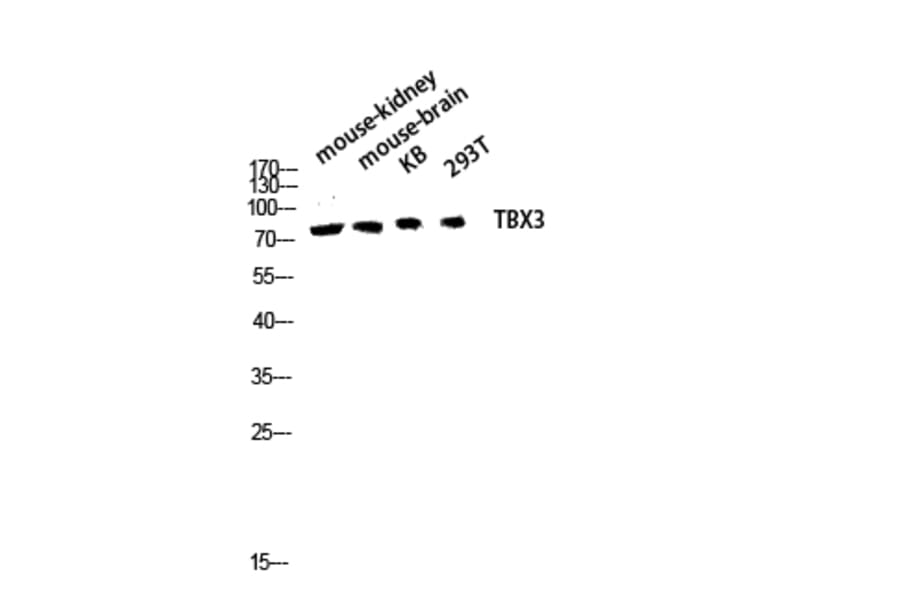 Western Blot - Anti-TBX3 Antibody (C21105) - Antibodies.com