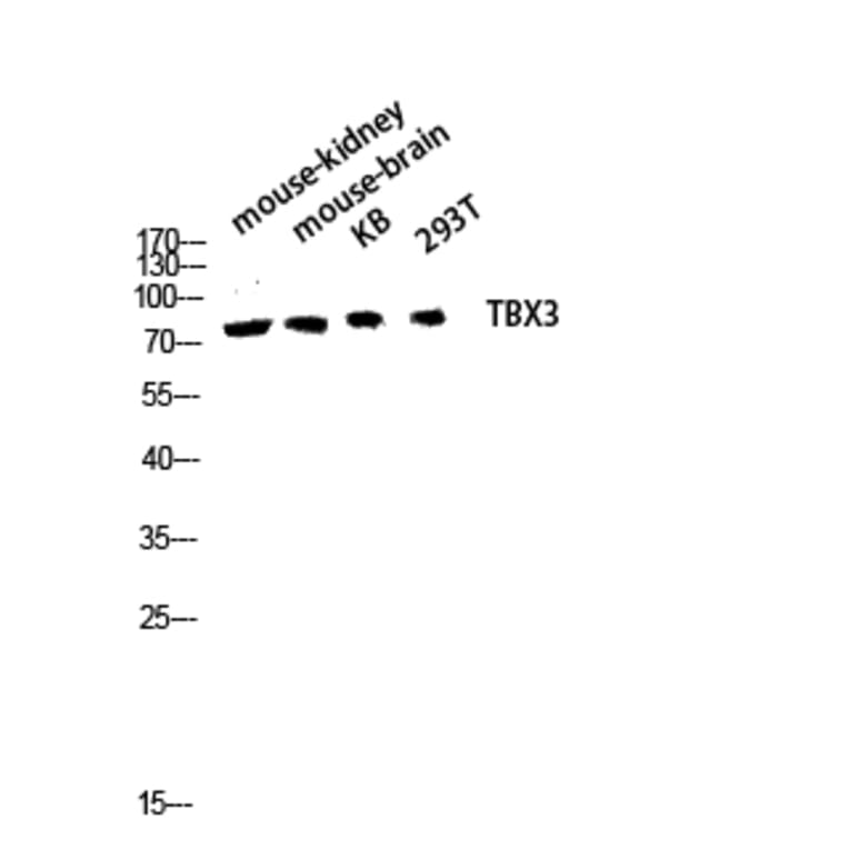 Western Blot - Anti-TBX3 Antibody (C21105) - Antibodies.com