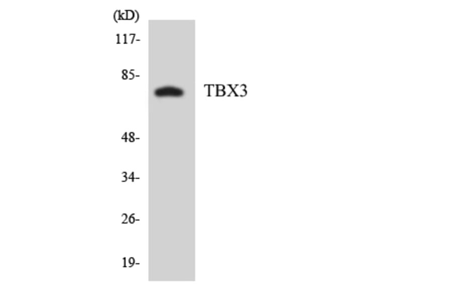 Western Blot - Anti-TBX3 Antibody (R12-3606) - Antibodies.com