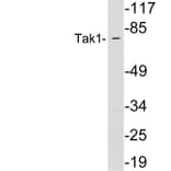 Western Blot - Anti-Tak1 Antibody (R12-2373) - Antibodies.com