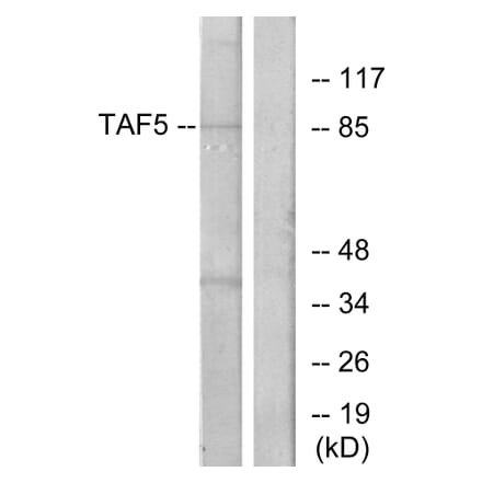 Western Blot - Anti-TAF5 Antibody (C11082) - Antibodies.com