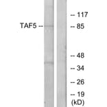 Western Blot - Anti-TAF5 Antibody (C11082) - Antibodies.com