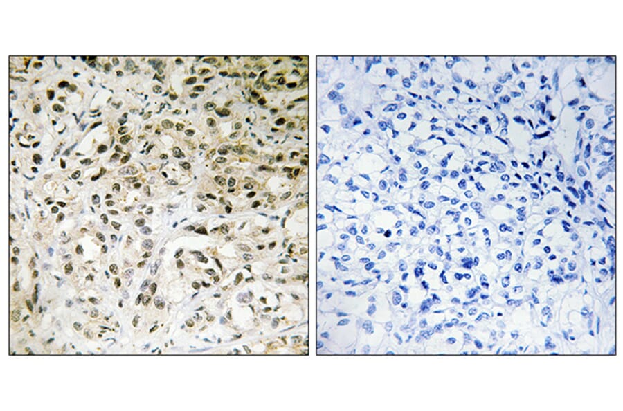 Immunohistochemistry - Anti-TAF5 Antibody (C11082) - Antibodies.com