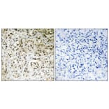 Immunohistochemistry - Anti-TAF5 Antibody (C11082) - Antibodies.com