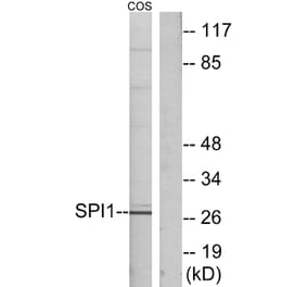 Western Blot - Anti-SPI1 Antibody (C10414) - Antibodies.com