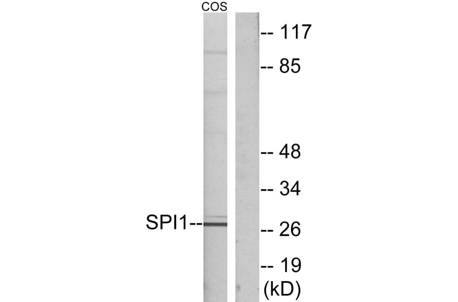 Western Blot - Anti-SPI1 Antibody (C10414) - Antibodies.com