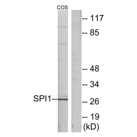 Western Blot - Anti-SPI1 Antibody (C10414) - Antibodies.com