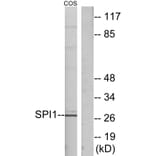 Western Blot - Anti-SPI1 Antibody (C10414) - Antibodies.com