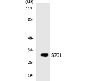 Western Blot - Anti-SPI1 Antibody (R12-3553) - Antibodies.com