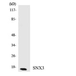 Western Blot - Anti-SNX3 Antibody (R12-3548) - Antibodies.com